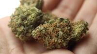 konopí weed-2517251 1280